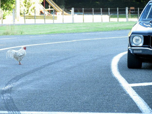 Jocul Chicken Road: O Experiență Unica la Casino în România - prezentare generală